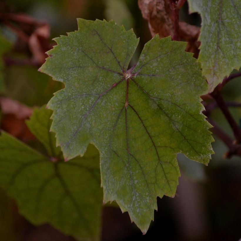 Vigne d'ornement - Vitis vinifera Purpurea (Foliage)