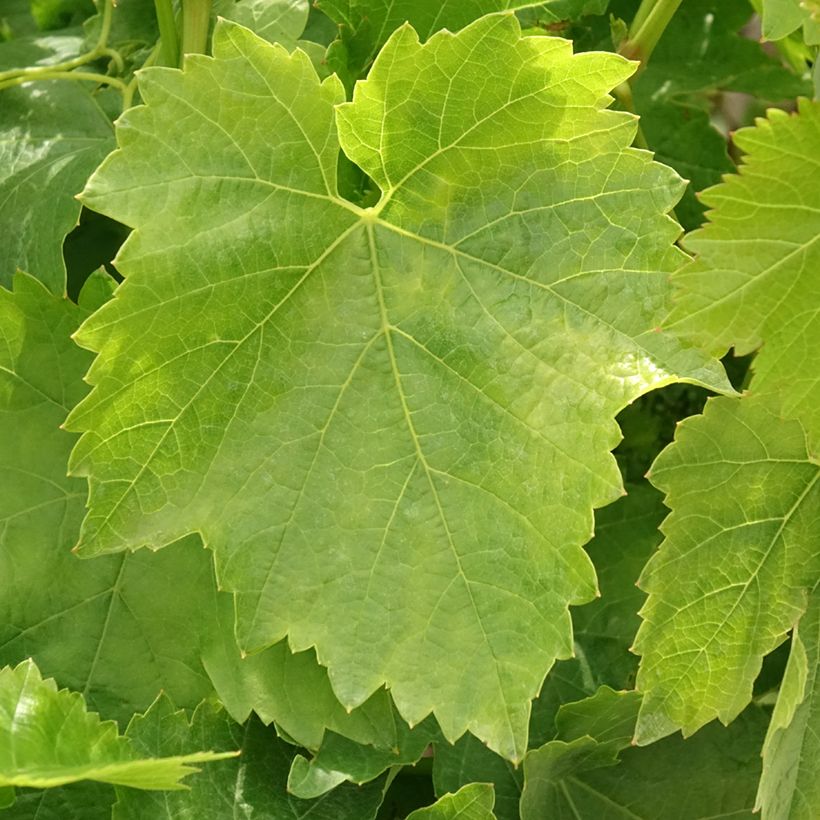Vigne Dattier de Beyrouth (Foliage)
