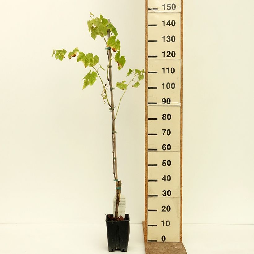 Example of Vigne de table Ambra - Vitis hybrida Pot de 1,5L/2L as you get in ete