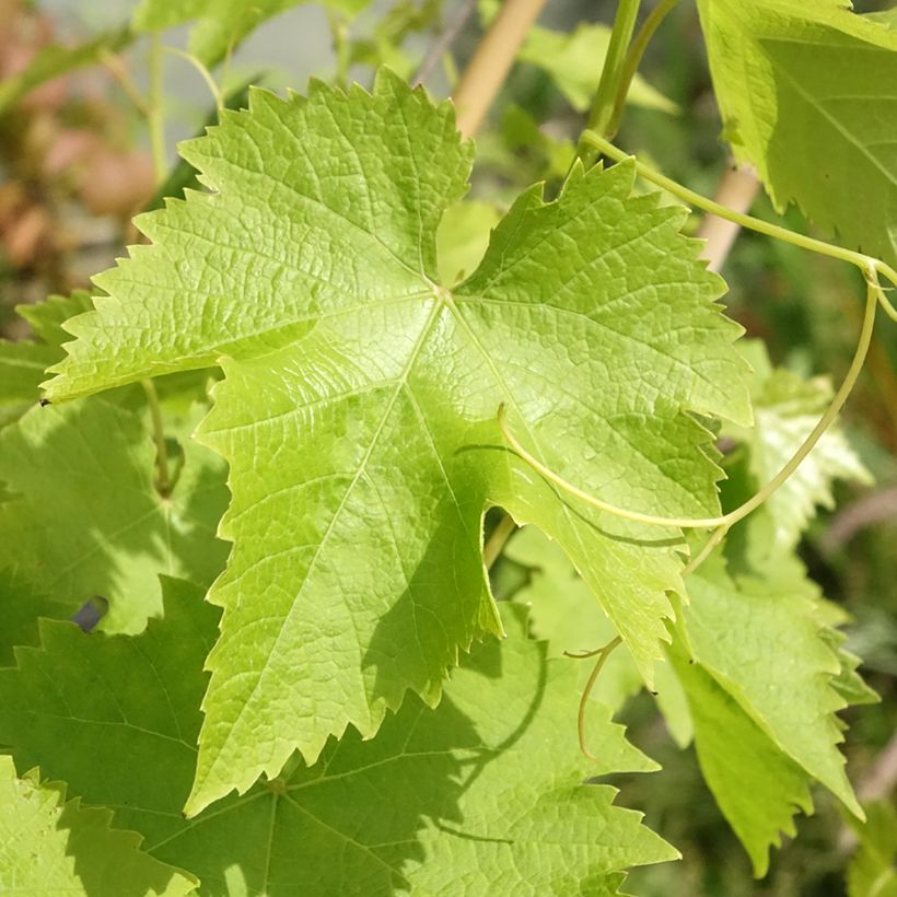 Vigne de table Autumn Royal - Variété rouge apyrène (Foliage)