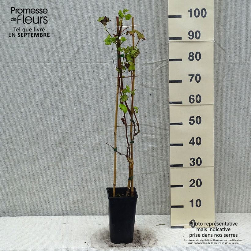 Example of Vigne de table Autumn Royal - Variété rouge apyrène Pot de 1,5L/2L as you get in automne