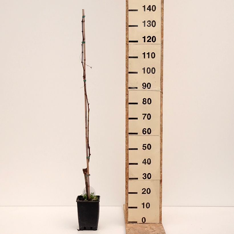 Example of Vigne de table Corniola - Vitis vinifera Pot de 1,5L/2L as you get in hiver
