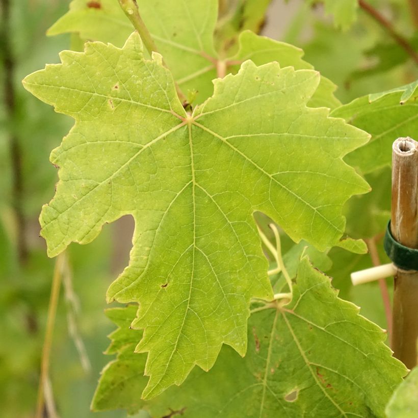 Vigne de table Crimson Seedless - Vitis vinifera   (Foliage)