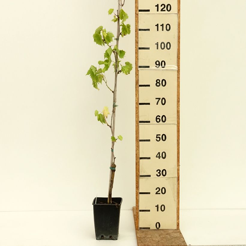 Example of Vigne de table Francese Bianca, Blanche de France - Vitis  Pot de 3L/4L as you get in ete