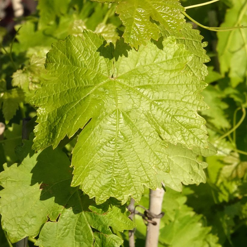 Vigne de table Leopoldo - Vitis vinifera (Foliage)