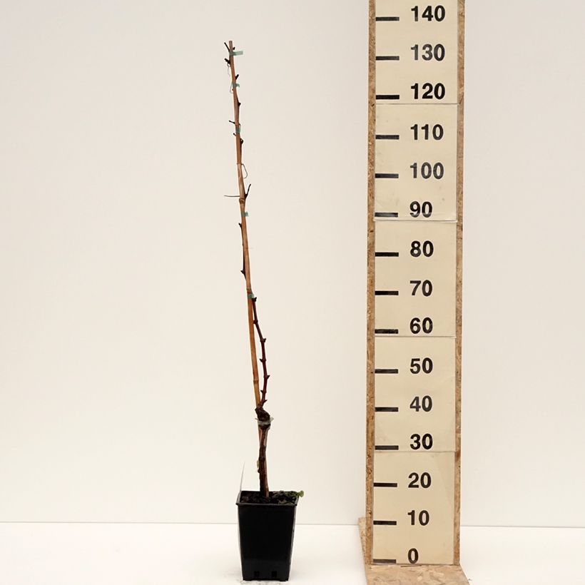 Example of Vigne de table Leopoldo - Vitis vinifera Pot de 1,5L/2L as you get in hiver