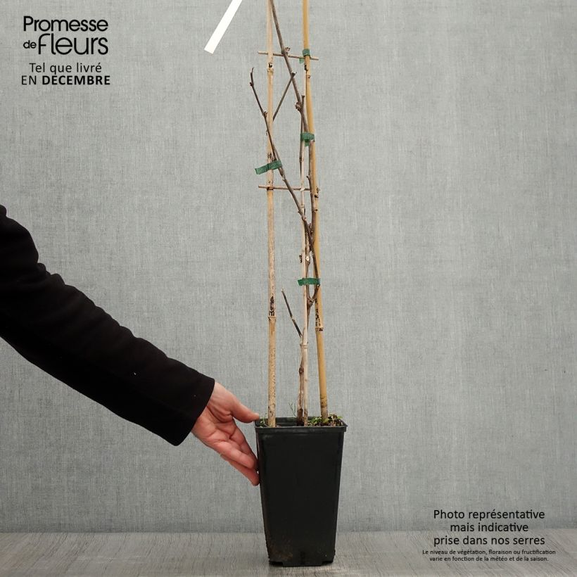 Example of Vigne de table Lilla - Vitis vinifera  Pot de 3L/4L as you get in automne