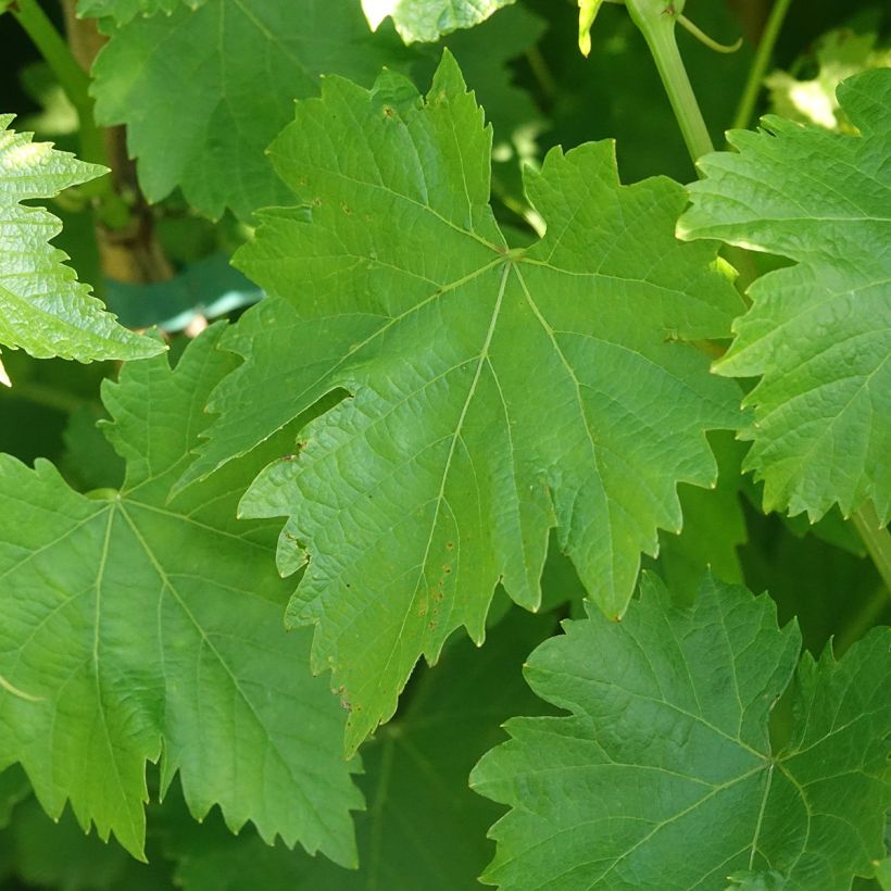 Vigne de table Luglienga - Vitis vinifera (Foliage)