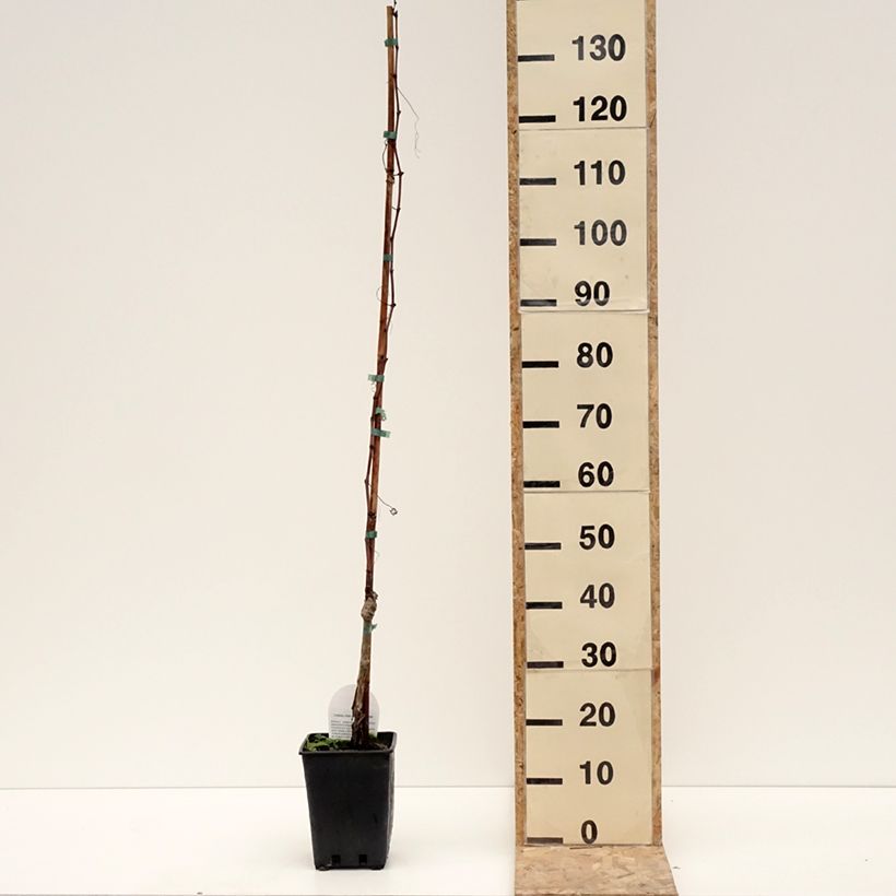 Example of Vigne de table Luglienga - Vitis vinifera Pot de 1,5L/2L as you get in hiver