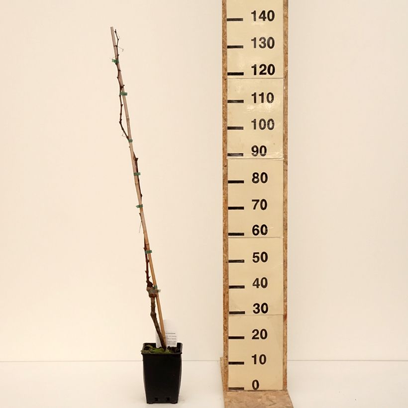 Example of Vigne de table Michele Palieri - Vitis vinifera Pot de 1,5L/2L as you get in hiver