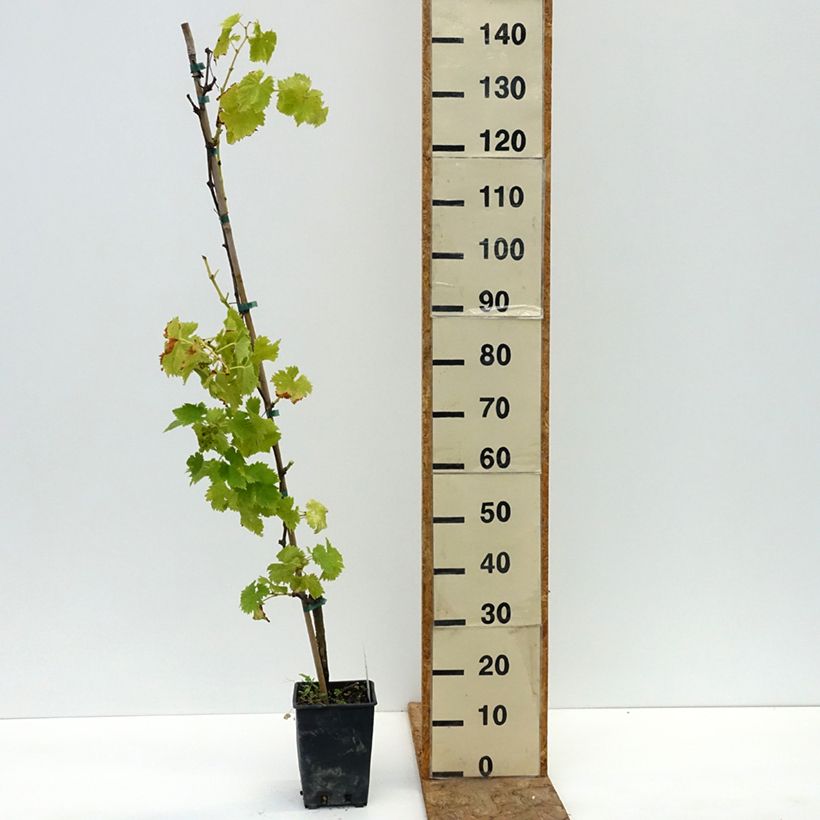 Example of Vigne de table Moscato Giallo - Vitis vinifera Pot de 1,5L/2L as you get in ete