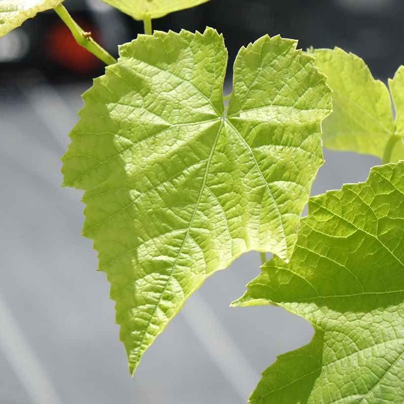 Vigne de table Opalina - Vitis hybrida (Foliage)