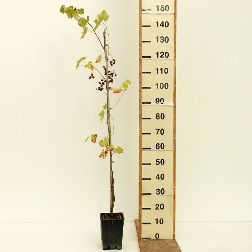 Example of Vigne de table Opalina - Vitis hybrida Pot de 1,5L/2L as you get in ete