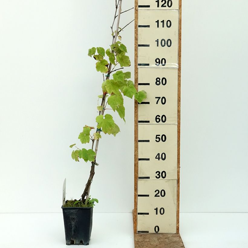 Example of Vigne de table Opalina - Vitis hybrida Pot de 3L/4L as you get in ete