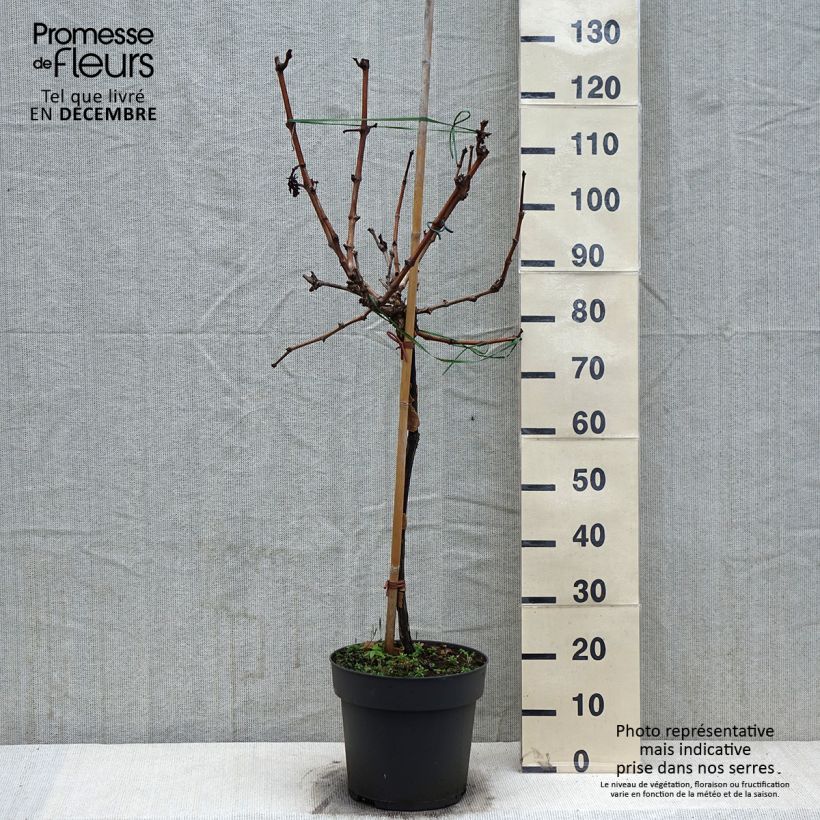 Example of Vigne de table Picurka - Vitis vinifera Pot de 7,5L/10L, Tige as you get in hiver