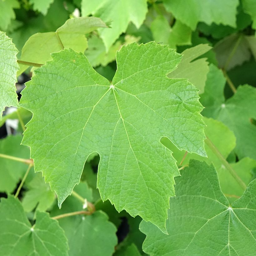 Vigne de table Pizzutello Nero - Vitis vinifera (Foliage)