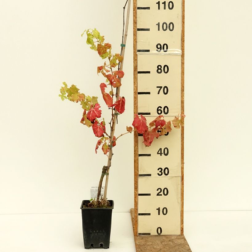 Example of Vigne de table Pizzutello Nero - Vitis vinifera Pot de 1,5L/2L as you get in ete