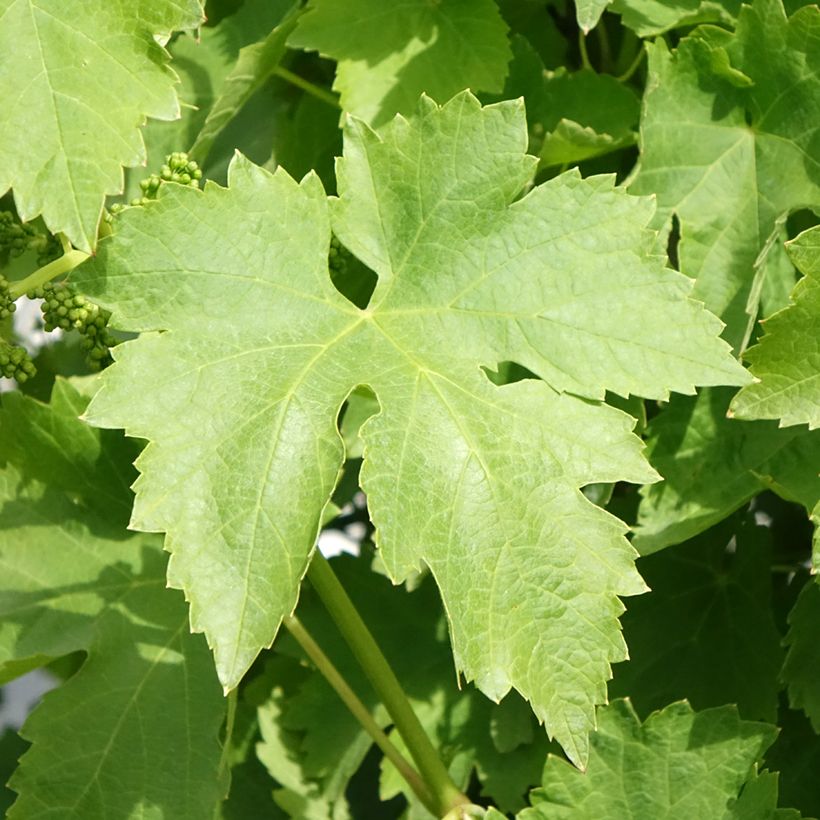 Vigne de table Regina dei Vigneti - Vitis vinifera (Foliage)