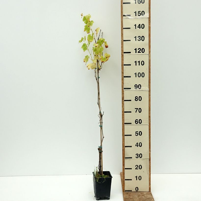 Example of Vigne de table Regina dei Vigneti - Vitis vinifera Pot de 1,5L/2L as you get in ete