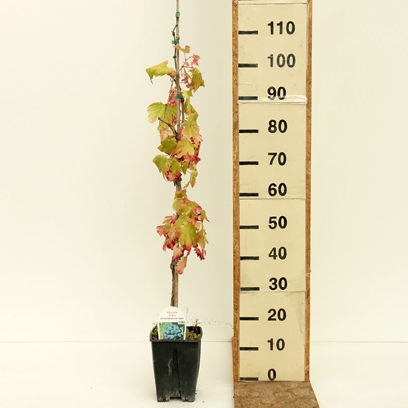 Example of Vigne de table Regina Nera - Vitis vinifera Pot de 1,5L/2L as you get in ete