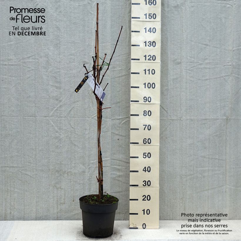 Example of Vigne de table Rhea - Vitis vinifera Pot de 7,5L/10L, Tige as you get in hiver