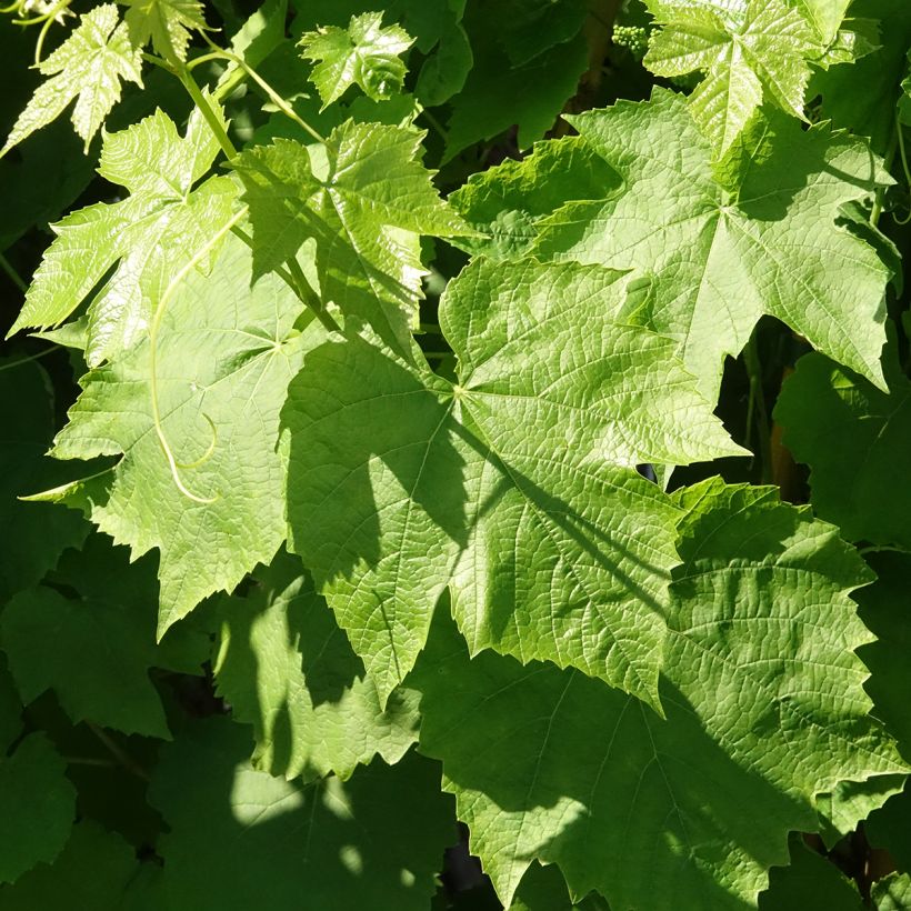 Vigne de table Topazia - Vitis hybrida (Foliage)