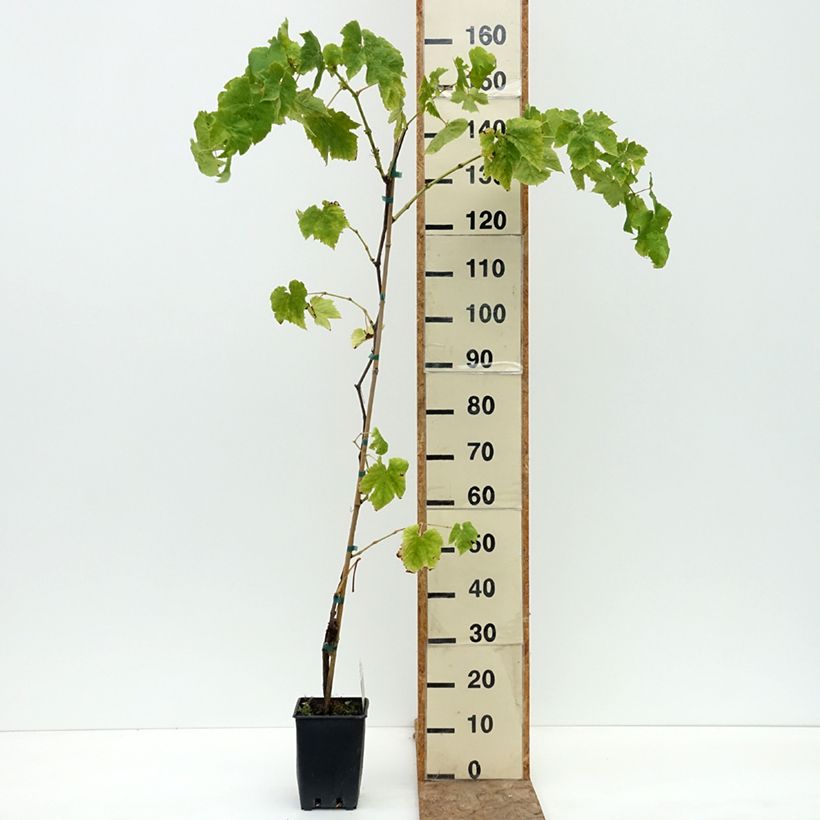 Example of Vigne de table Topazia - Vitis hybrida Pot de 3L/4L as you get in ete