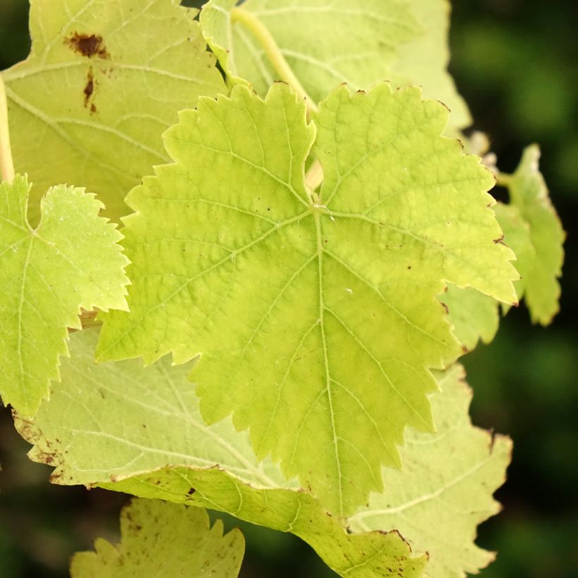 Vigne de table Vanessa - Vitis vinifera (Foliage)