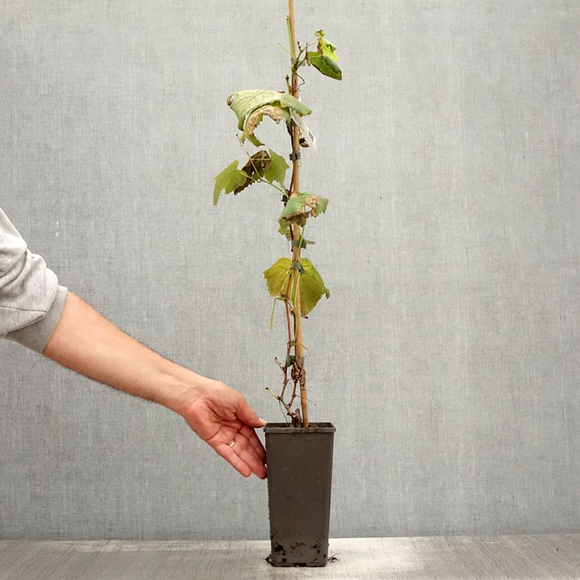 Example of Vigne de table Vanessa - Vitis vinifera Pot de 2L/3L as you get in automne