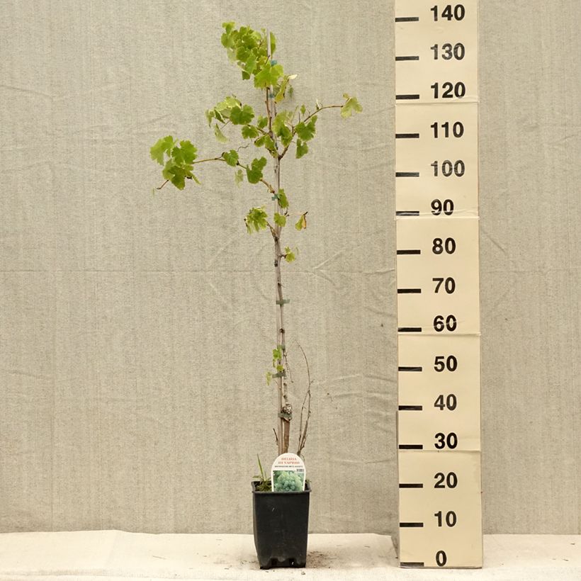 Example of Vigne Delizia di Vaprio Pot de 3L/4L as you get in ete