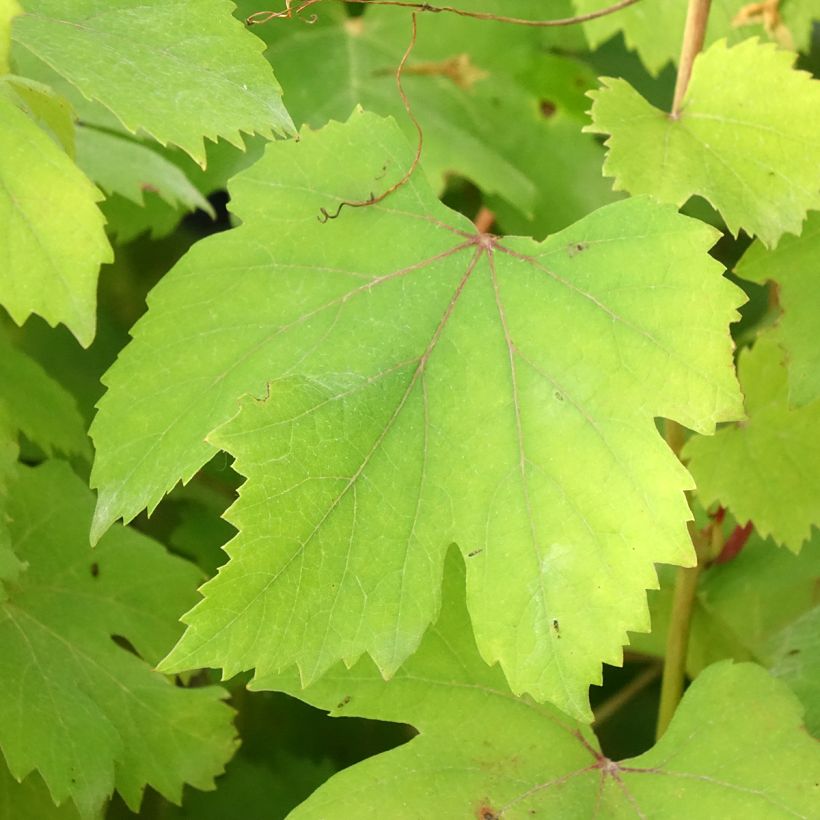 Vigne Dolcetto - Vitis vinifera (Foliage)