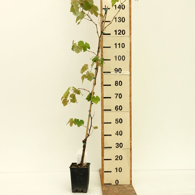 Example of Vigne Fragola Nera Précoce - Raisin fraise Pot de 1,5L/2L as you get in ete