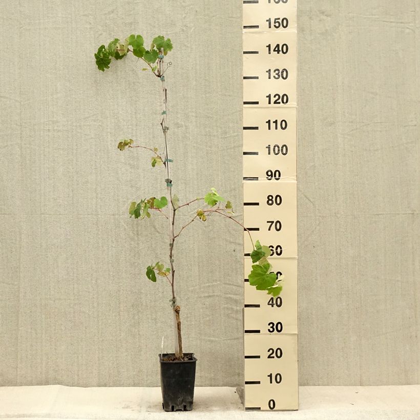 Example of Vigne Fragola Nera - Raisin fraise Pot de 4L/5L as you get in ete