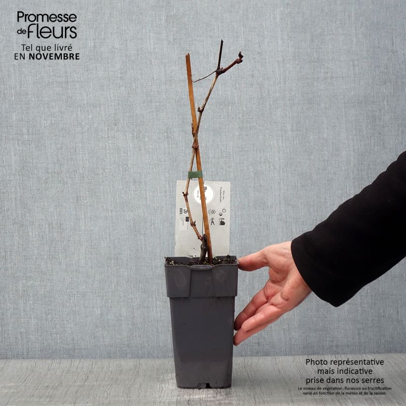 Example of Vigne Frankenthaler Pot de 2L/3L as you get in automne