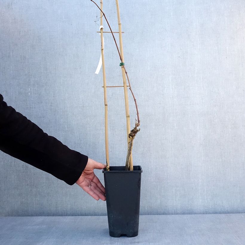 Example of Vigne Italia Pot de 1,5L/2L as you get in hiver