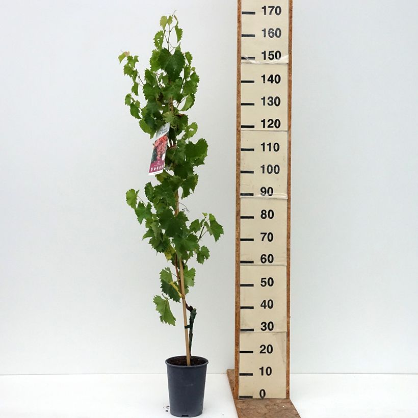 Example of Vigne Katharina Pot de 4L/5L as you get in ete
