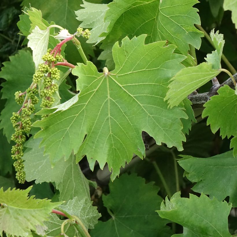 Vigne Katharina (Foliage)