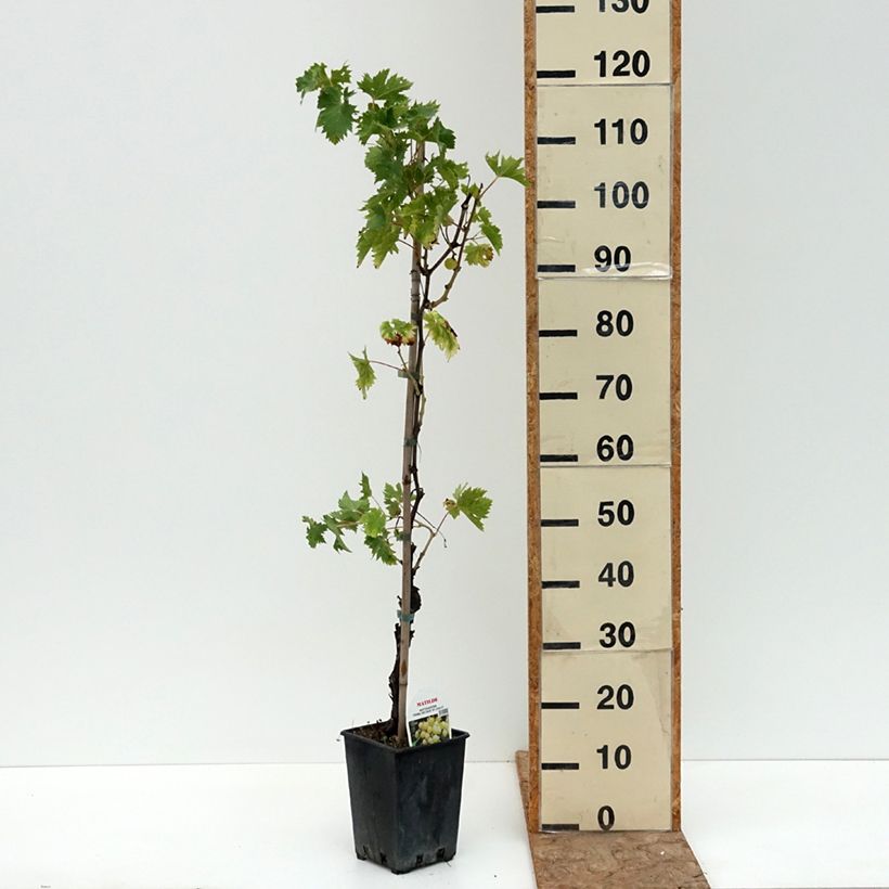 Example of Vigne Matilde Pot de 3L/4L as you get in ete
