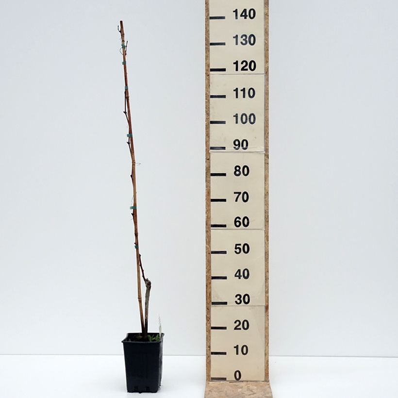Example of Vigne Moscato Monregalese - Vitis vinifera Pot de 1,5L/2L as you get in hiver