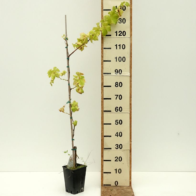 Example of Vigne Moscato Terracina - Vitis vinifera Pot de 1,5L/2L as you get in ete