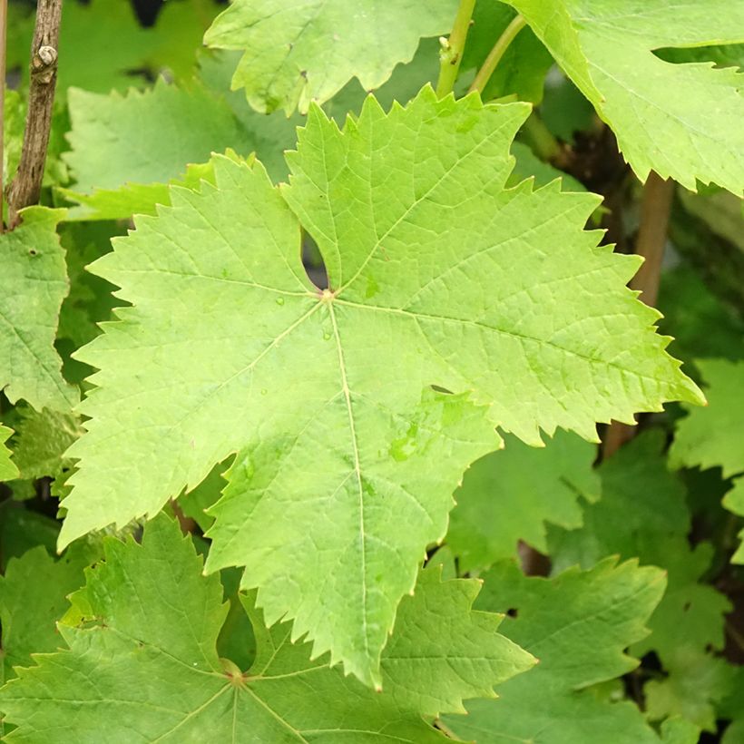 Vigne Muscat d'Alexandrie (Foliage)