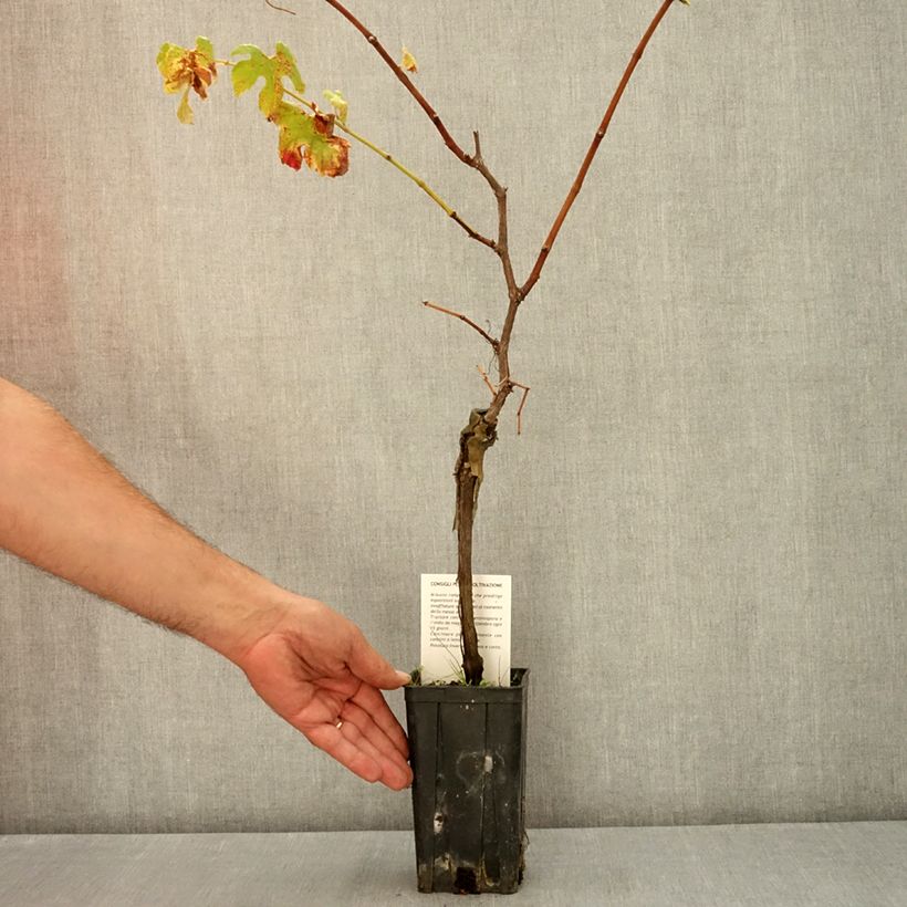 Example of Vigne Nebbiolo - Vitis vinifera Pot de 1,5L/2L as you get in ete