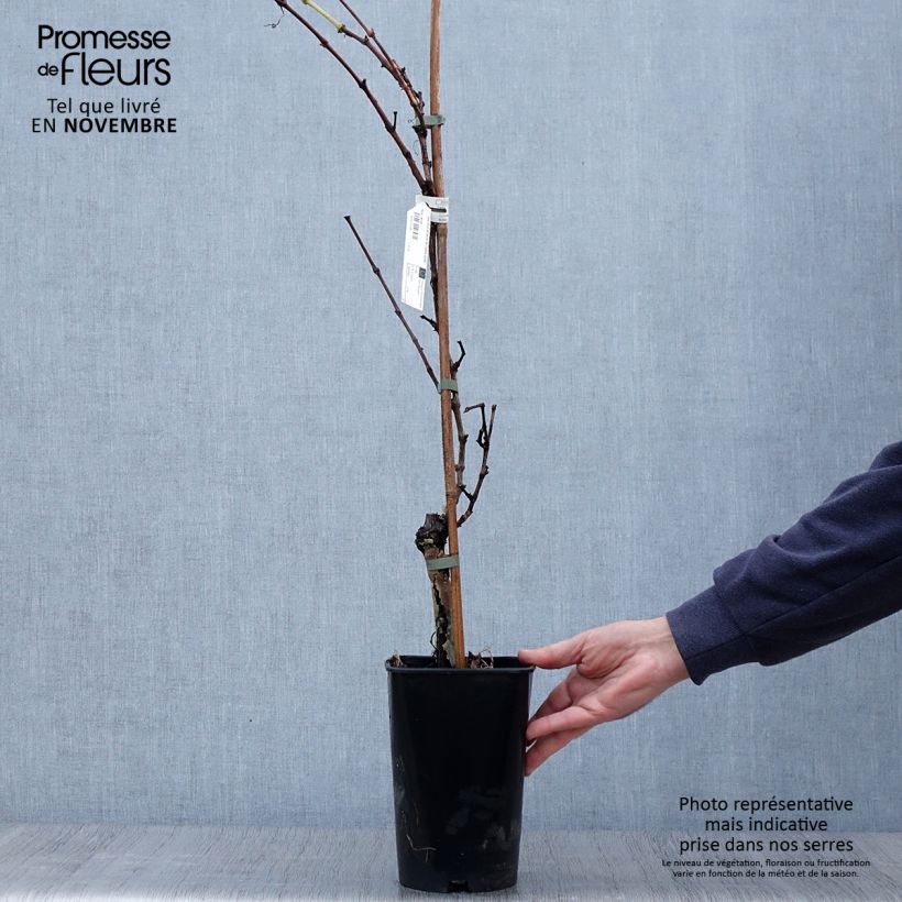 Example of Vigne Perle de Csaba Pot de 1,5L/2L as you get in automne