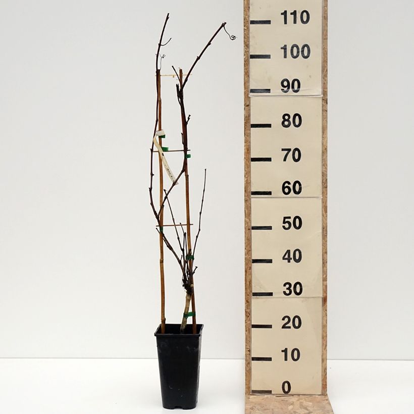 Example of Vigne Petit Verdot Pot de 2L/3L as you get in hiver