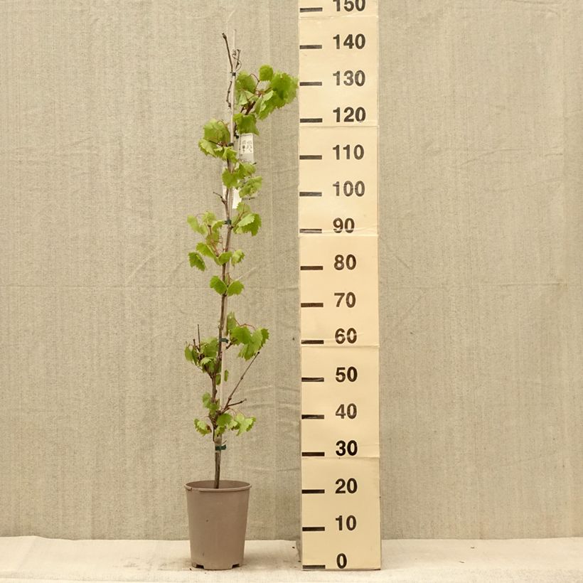 Example of Vigne Philipp Pot de 4L/5L as you get in ete