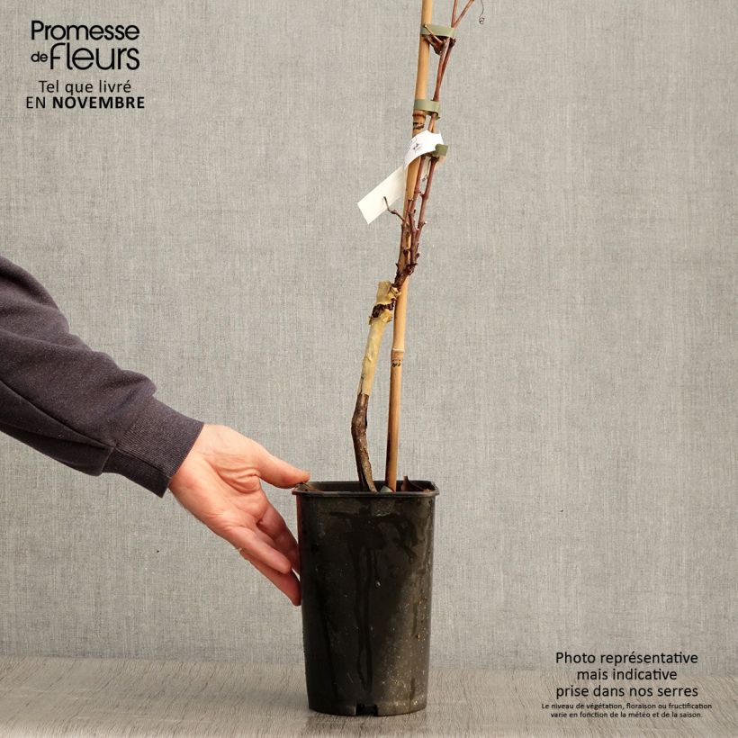 Example of Vigne Pied de Perdrix Pot de 2L/3L as you get in automne