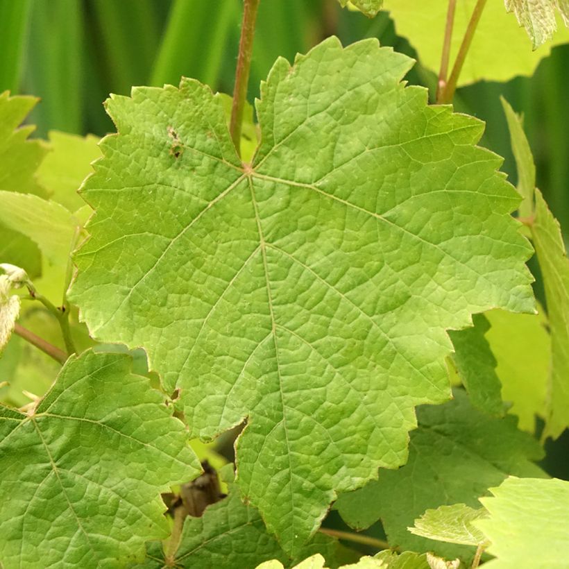 Vigne Pied de Perdrix (Foliage)