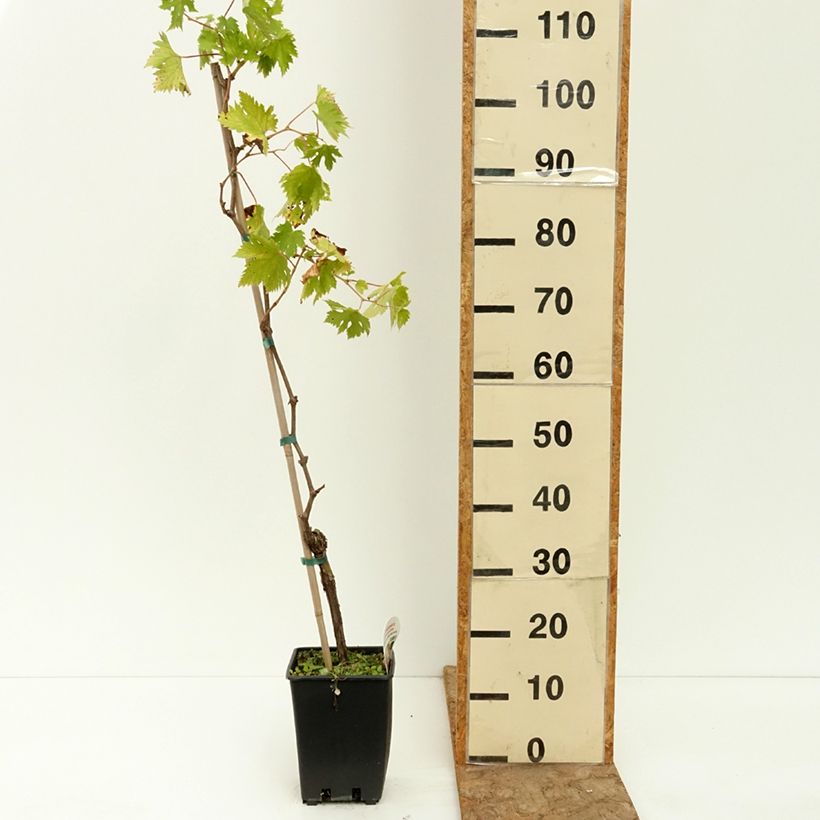 Example of Vigne sans pépin Apirena Ametista Pot de 1,5L/2L as you get in ete