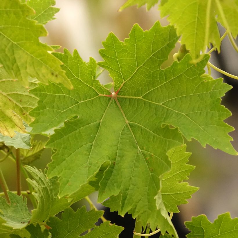 Vigne sans pépin Apirena Ametista (Foliage)