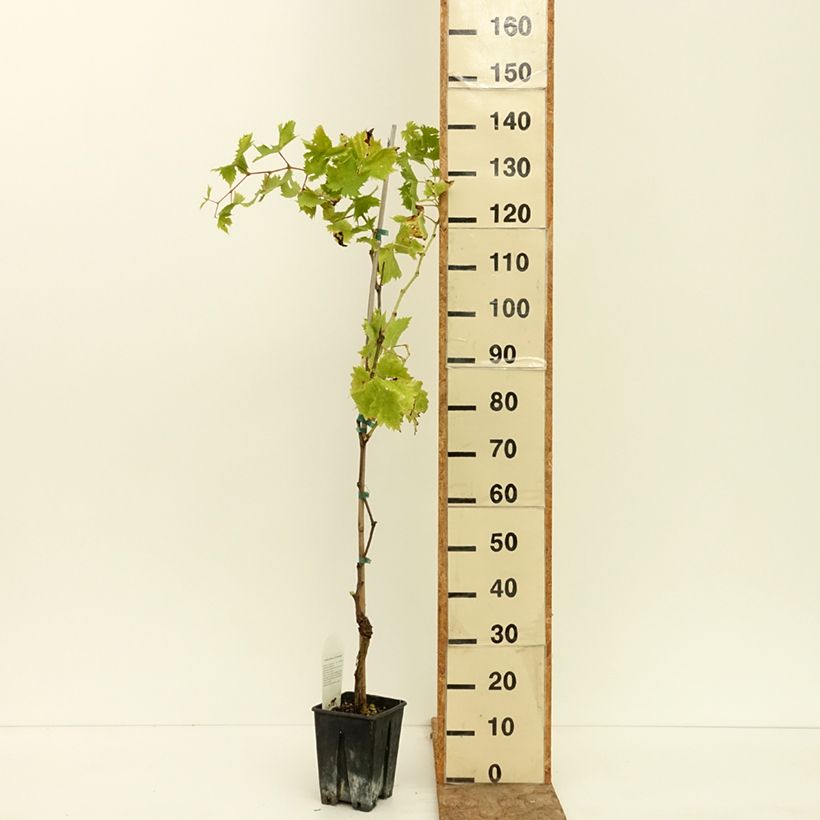 Example of Vigne sans pépin Apirena bianca Pot de 3L/4L as you get in ete